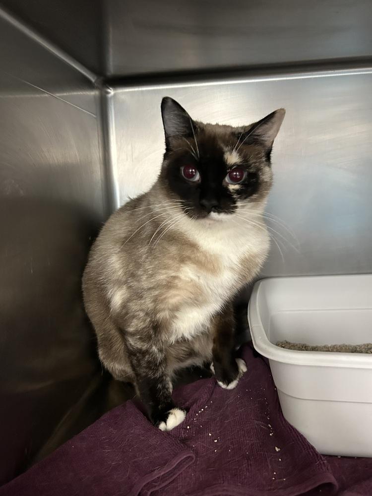 Enlarge Daisy (Siamese), a Adoptable Siamese in Ontario, CA image 1/1