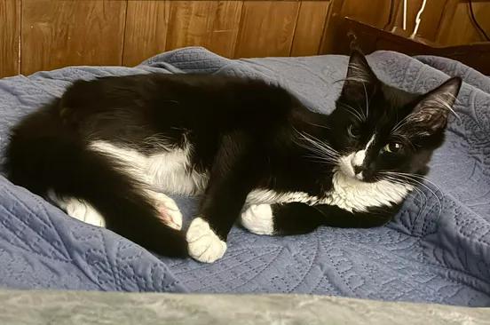 Enlarge Figaro, a Adoptable mixed breed in Ennis, TX image 2/3