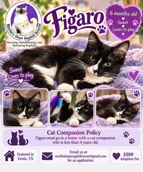Figaro, Adoptable, Young Male Maine Coon.