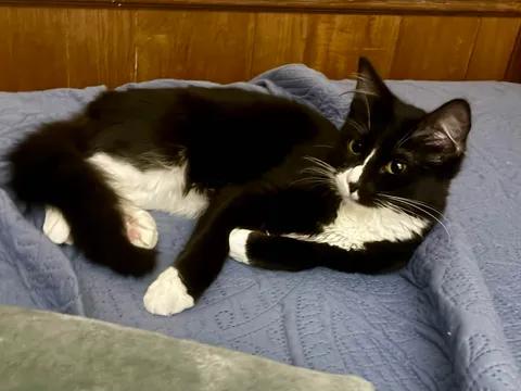 Enlarge Figaro, a Adoptable mixed breed in Ennis, TX image 3/3
