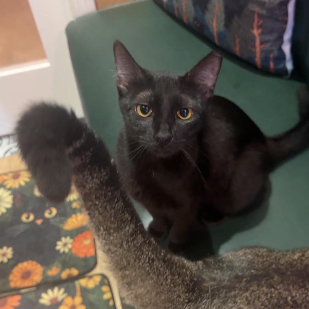 Grace Jones A26-091, Adoptable, Young Female Domestic Short Hair & Domestic Short Hair.