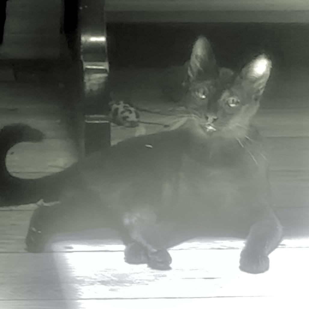 Grace Jones A26-091, Adoptable, Young Female Domestic Short Hair & Domestic Short Hair.