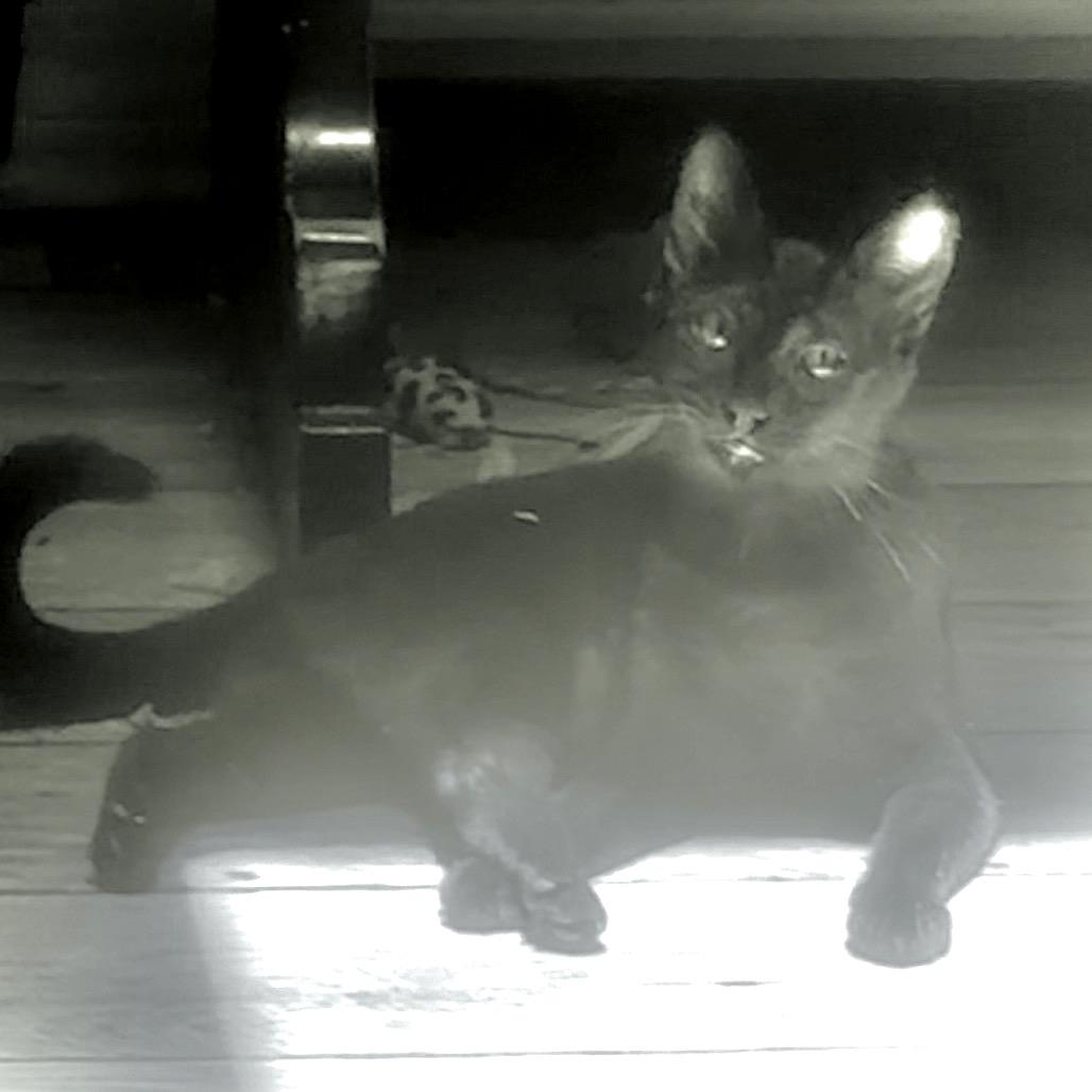 Enlarge Grace Jones A26-091, a Adoptable mixed breed in SANTA ROSA BEACH, FL image 3/4