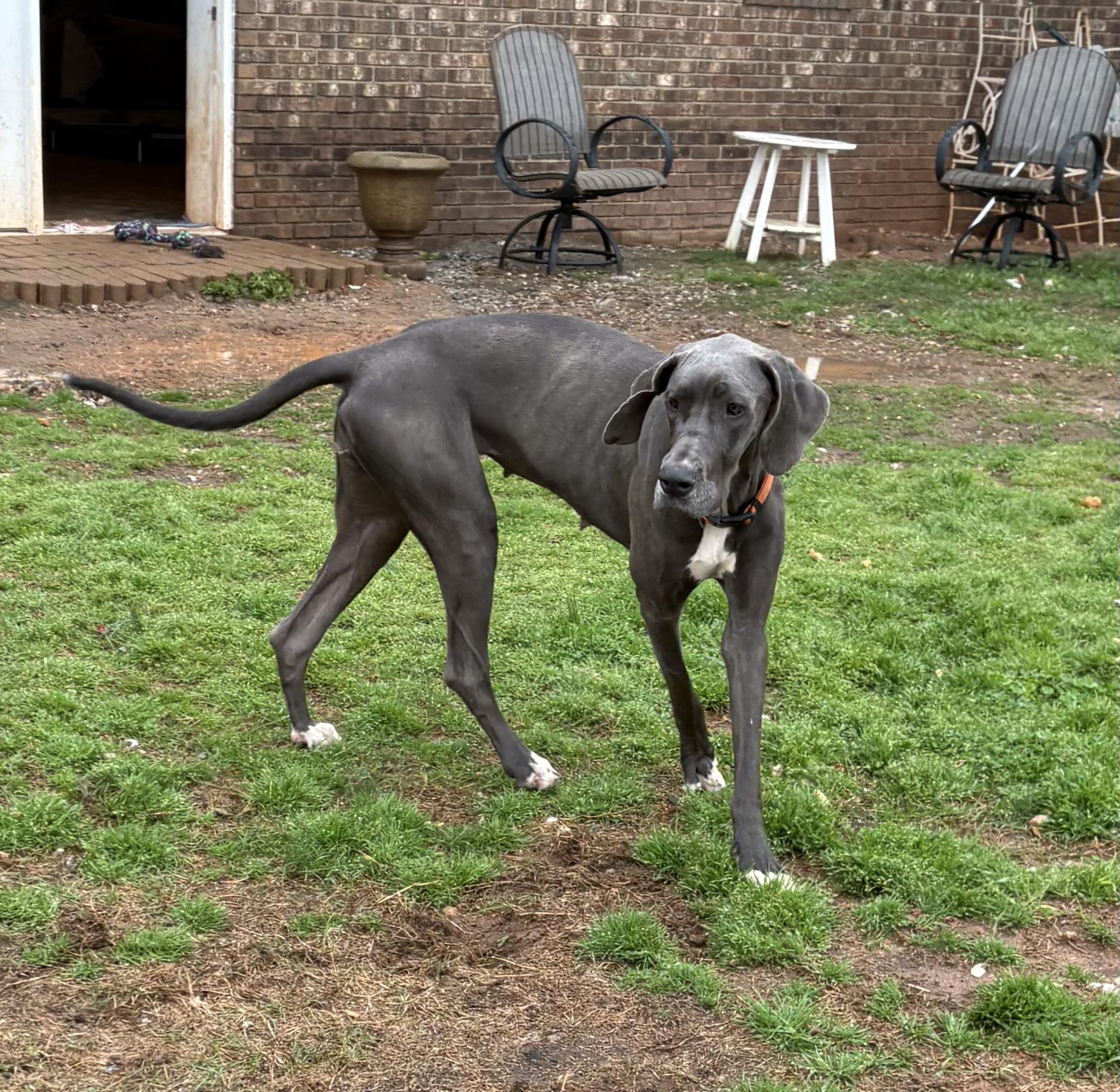 Enlarge Emmy Lou, a ADOPTABLE Great Dane in Williamston, SC image 6/6