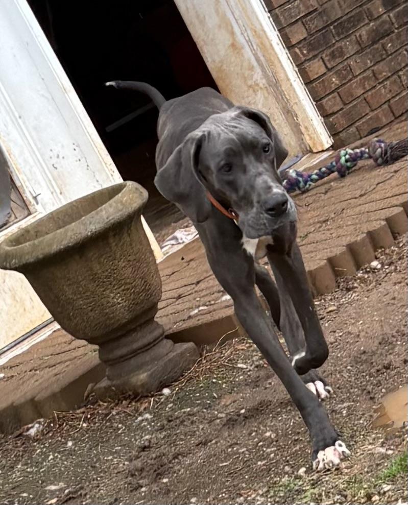 Enlarge Emmy Lou, a ADOPTABLE Great Dane in Williamston, SC image 3/6