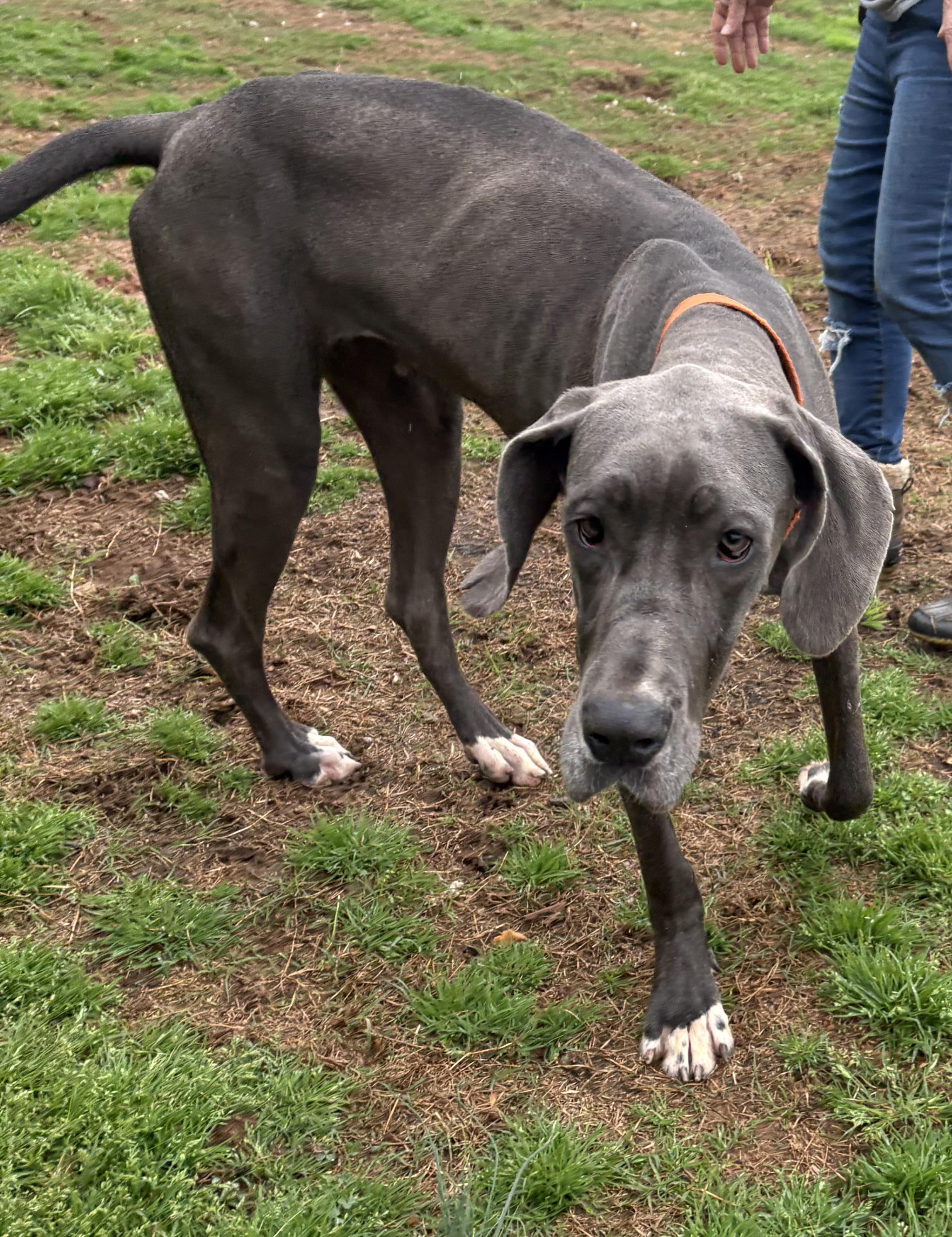 Enlarge Emmy Lou, a ADOPTABLE Great Dane in Williamston, SC image 2/6