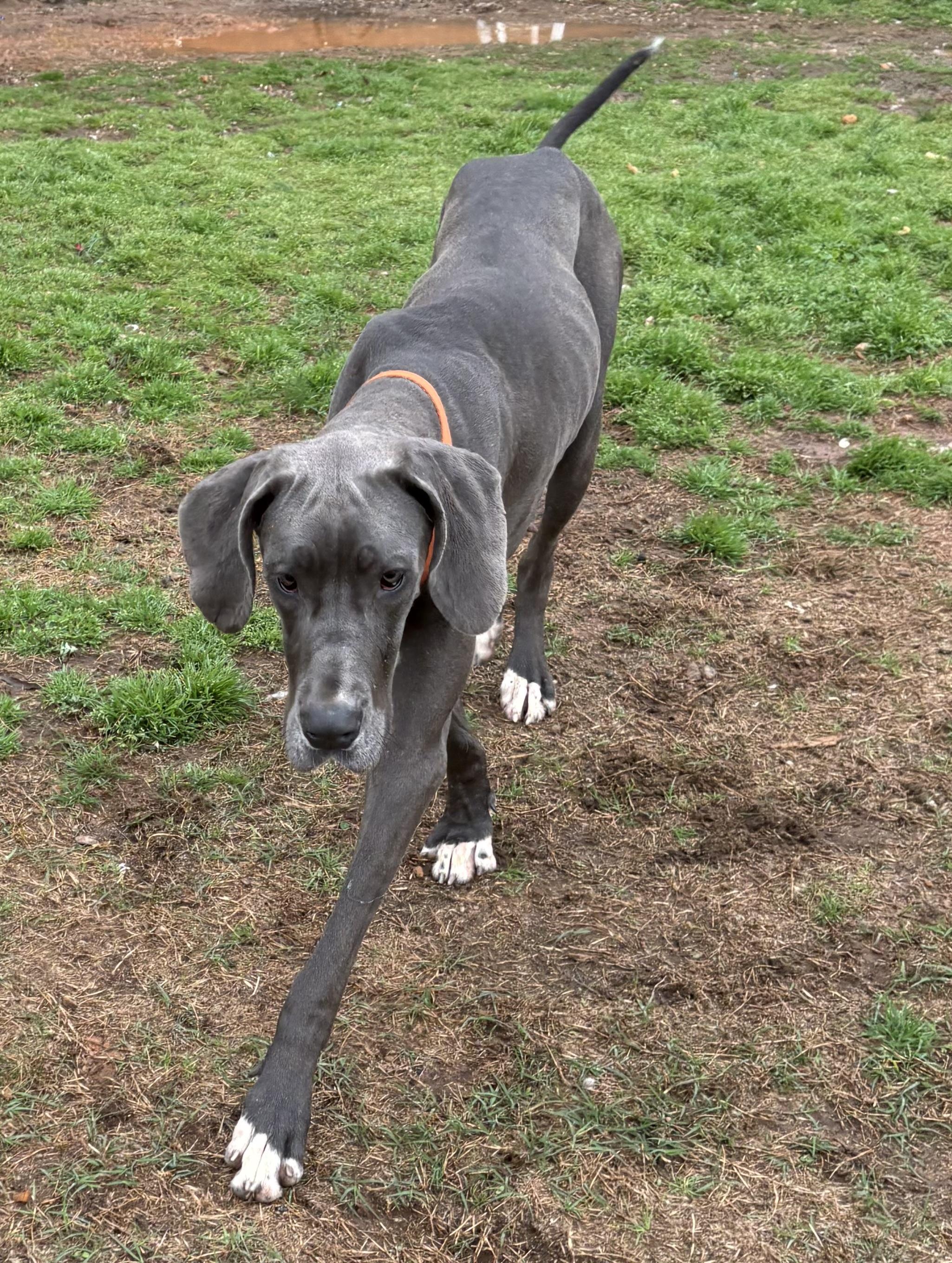 Emmy Lou, ADOPTABLE, Young Female Great Dane.