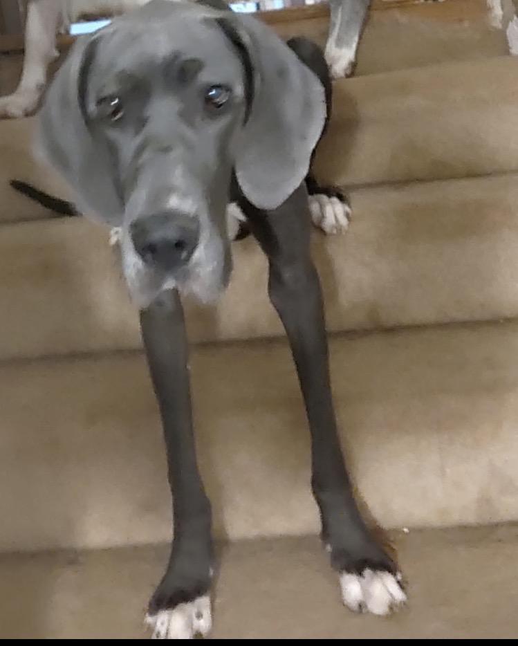 Enlarge Emmy Lou, a ADOPTABLE Great Dane in Williamston, SC image 5/6