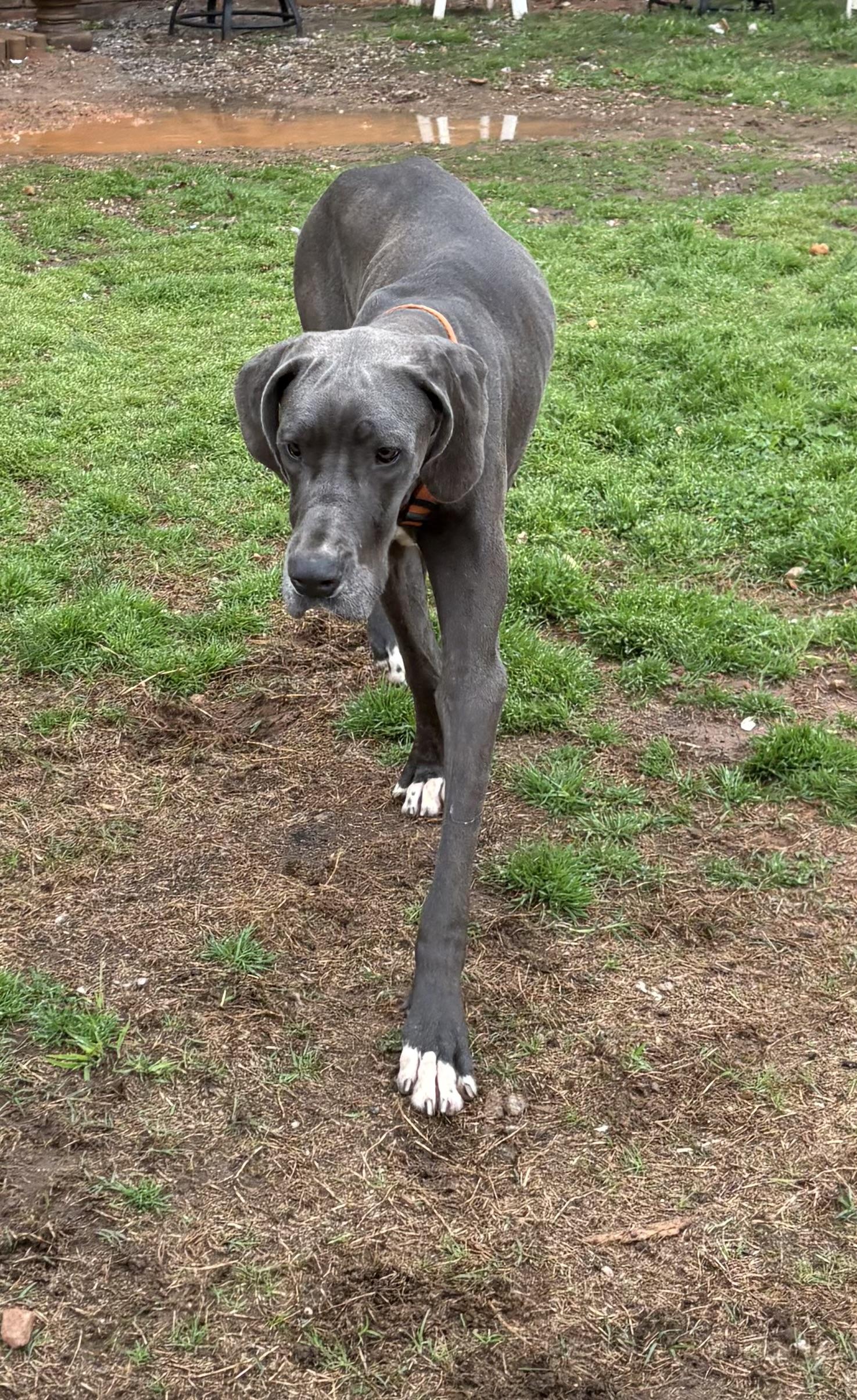 Enlarge Emmy Lou, a ADOPTABLE Great Dane in Williamston, SC image 4/6