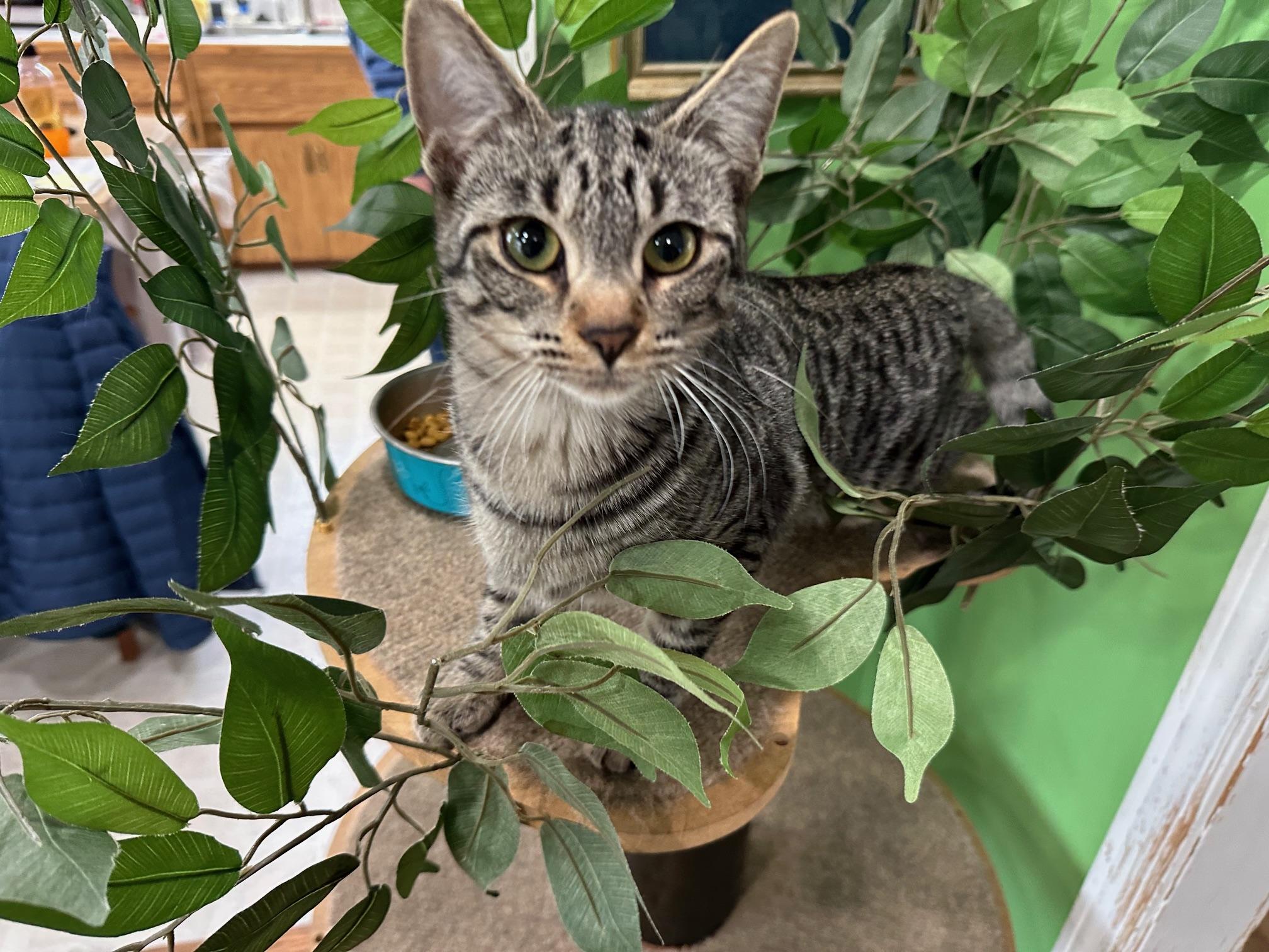 Maddie, Adoptable, Kitten Female Domestic Short Hair & Tabby.