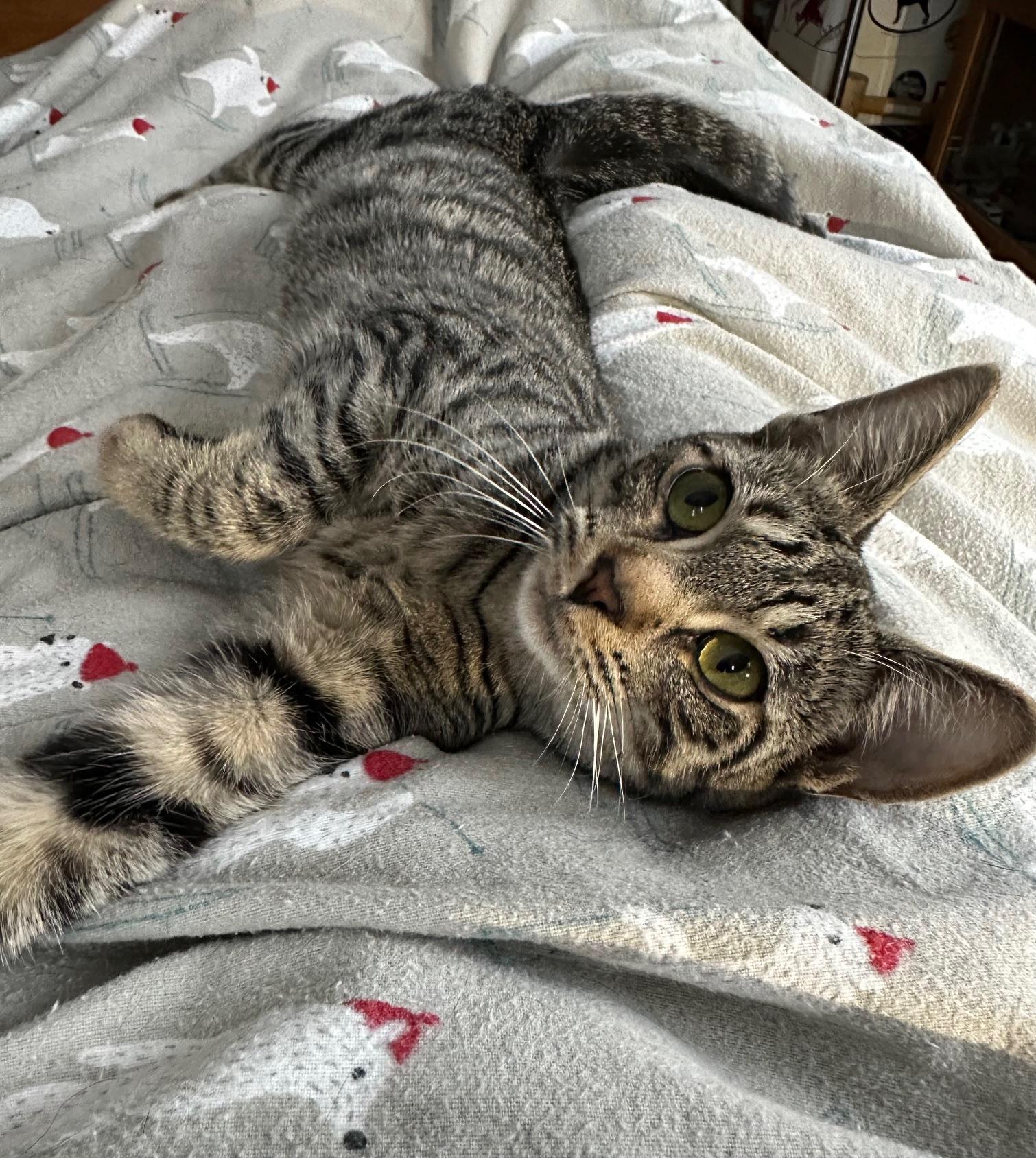 Maddie — thumbnail 2