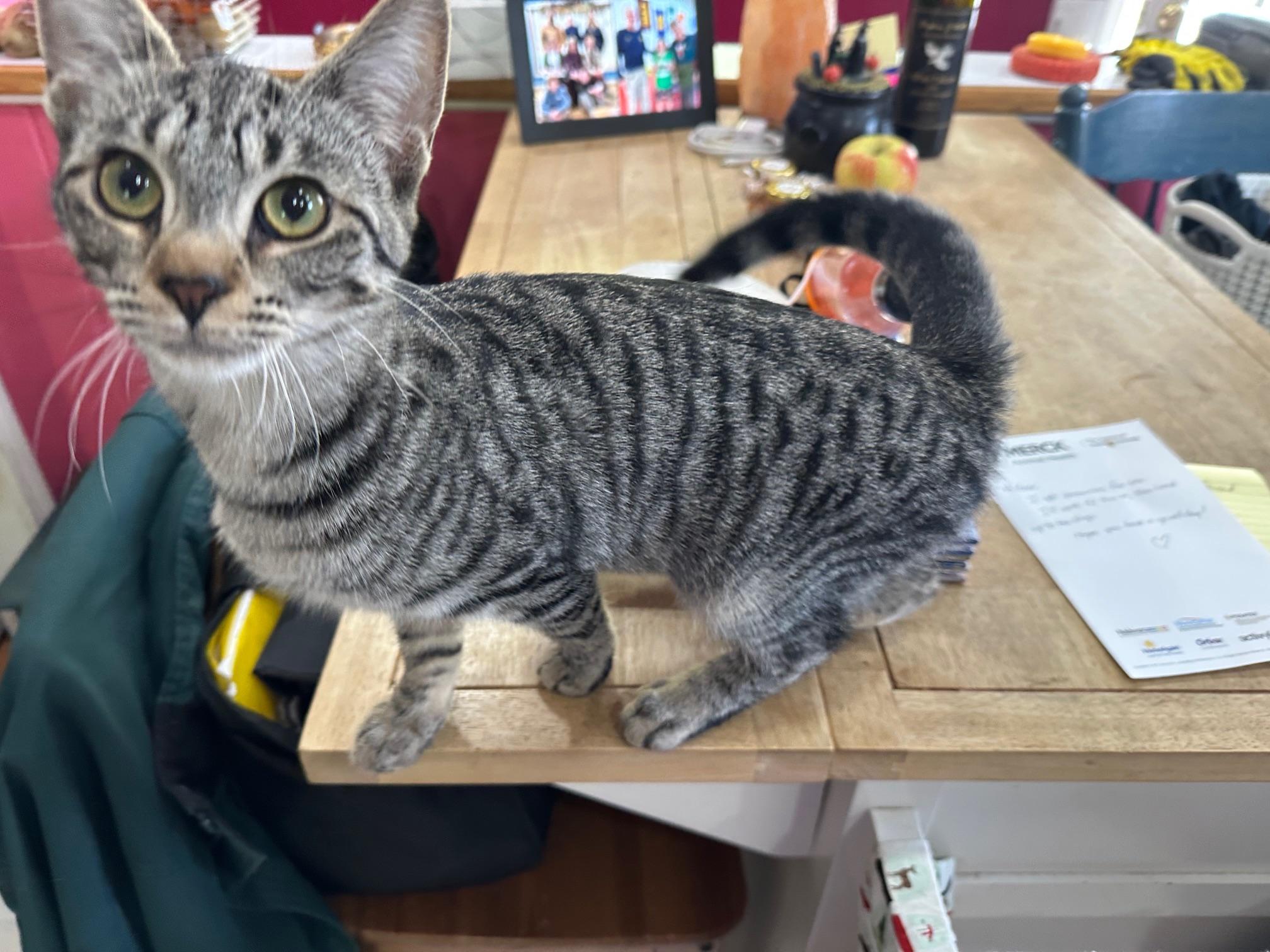 Maddie — thumbnail 3