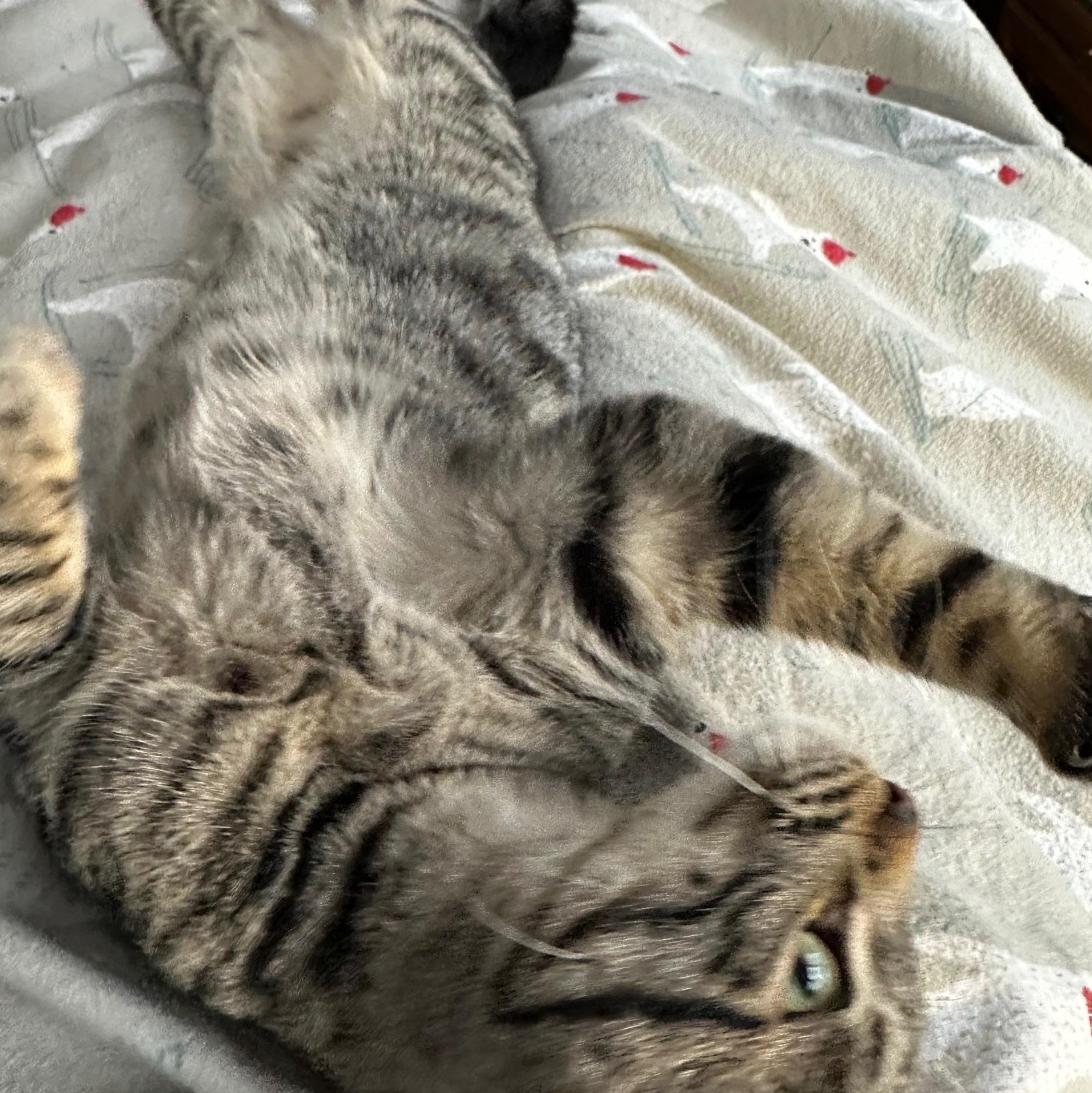 Maddie, a Adoptable mixed breed in Rochester Hills, MI image 3/4