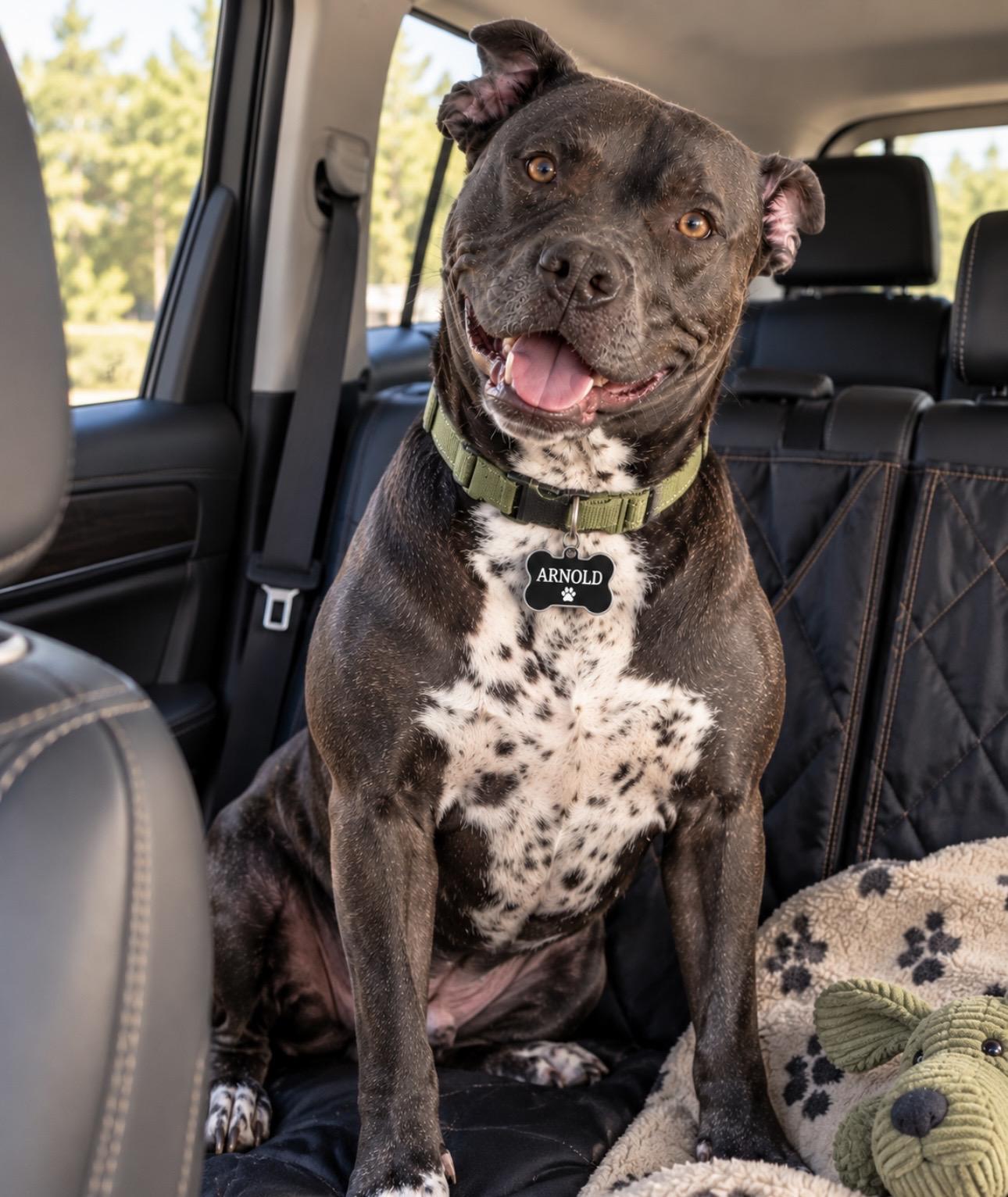 Enlarge Arnold, a Adoptable mixed breed in CUMMING, GA image 5/5