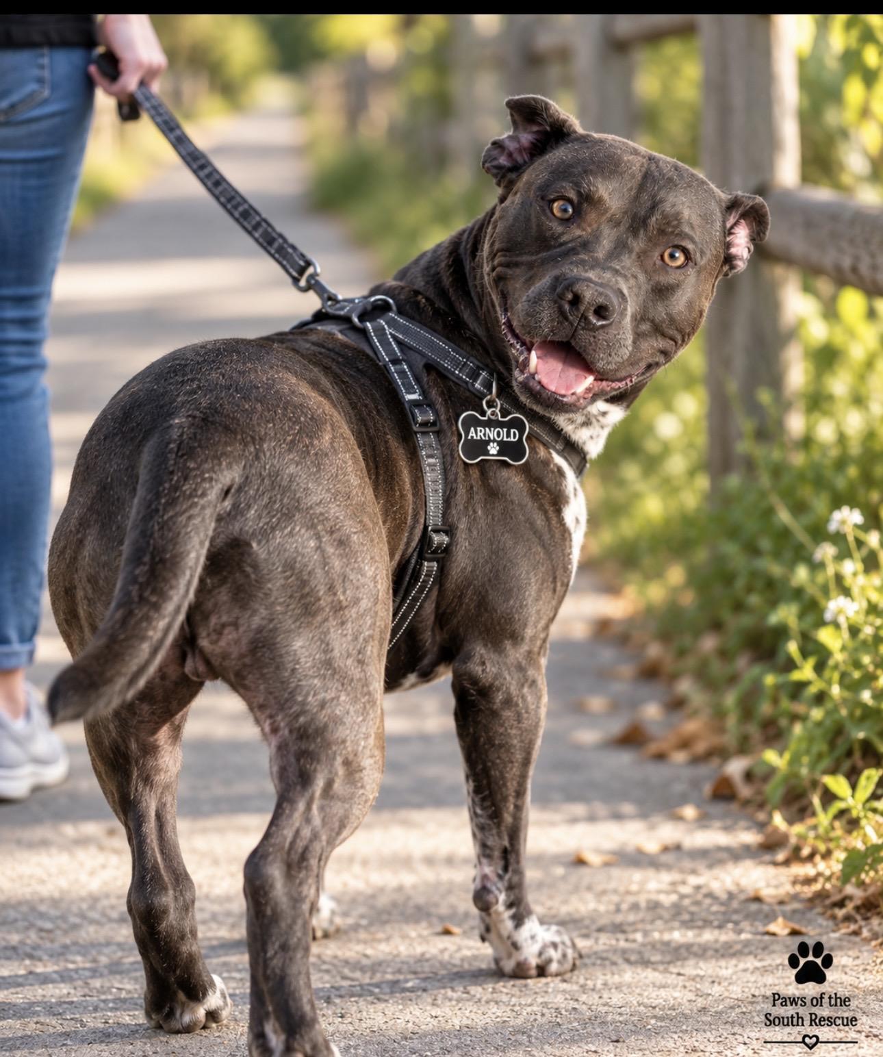 Enlarge Arnold, a Adoptable mixed breed in CUMMING, GA image 2/5