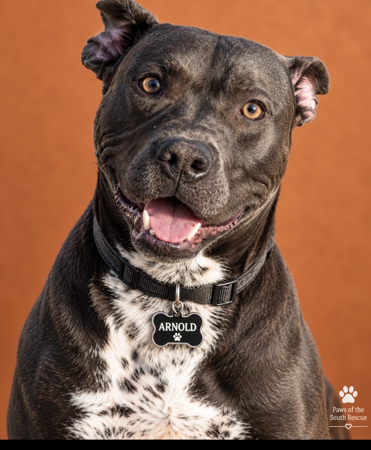 Arnold, Adoptable, Adult Male Pit Bull Terrier.