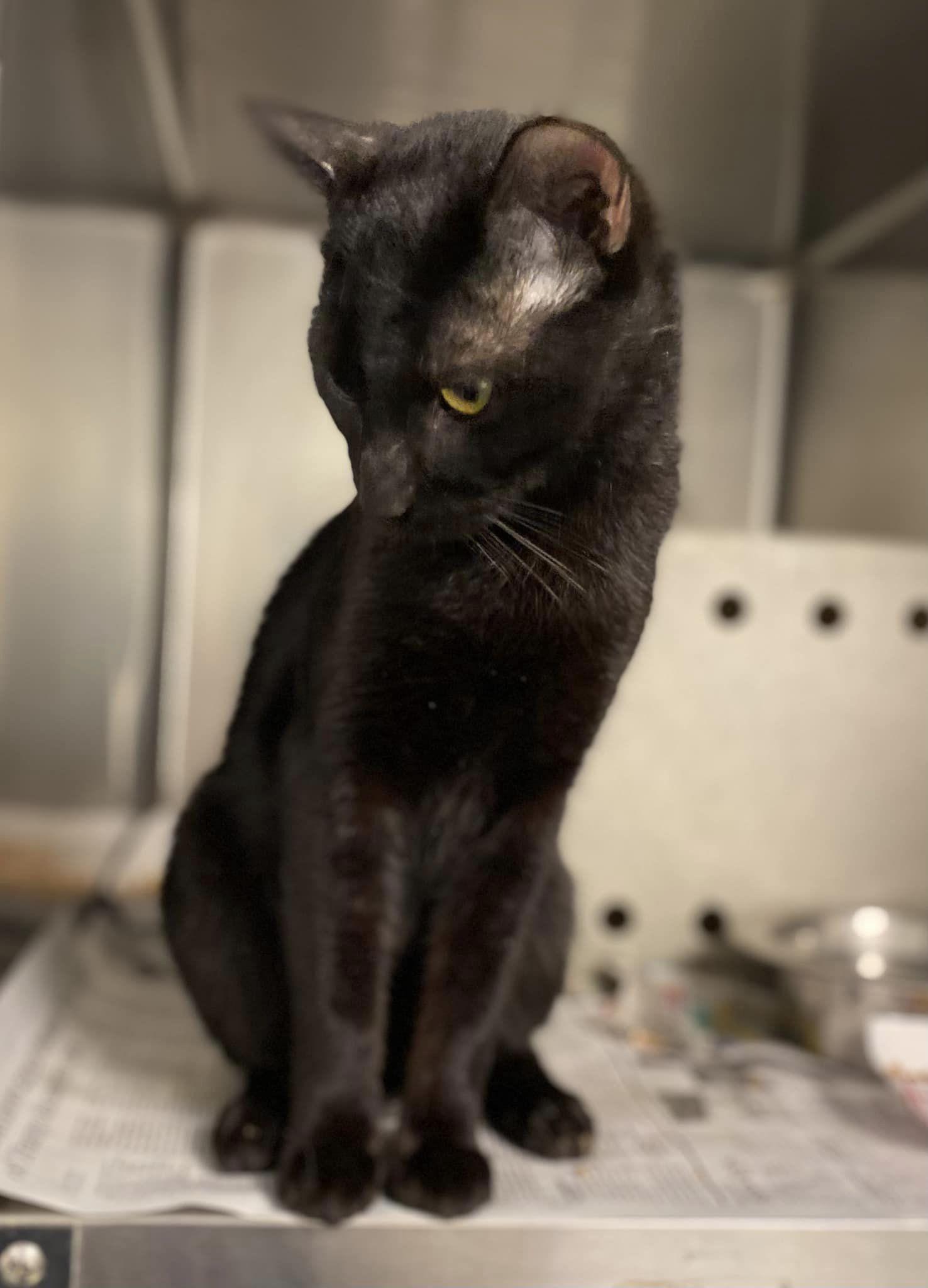 Chadwick, Adopted, Adult Male Domestic Short Hair.