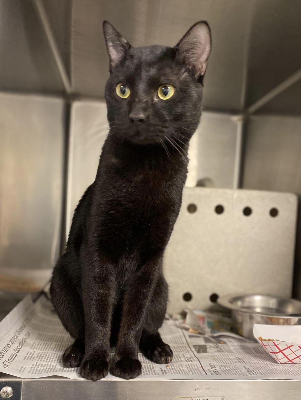 Enlarge Chadwick, a Adopted mixed breed in Raleigh, NC image 2/6