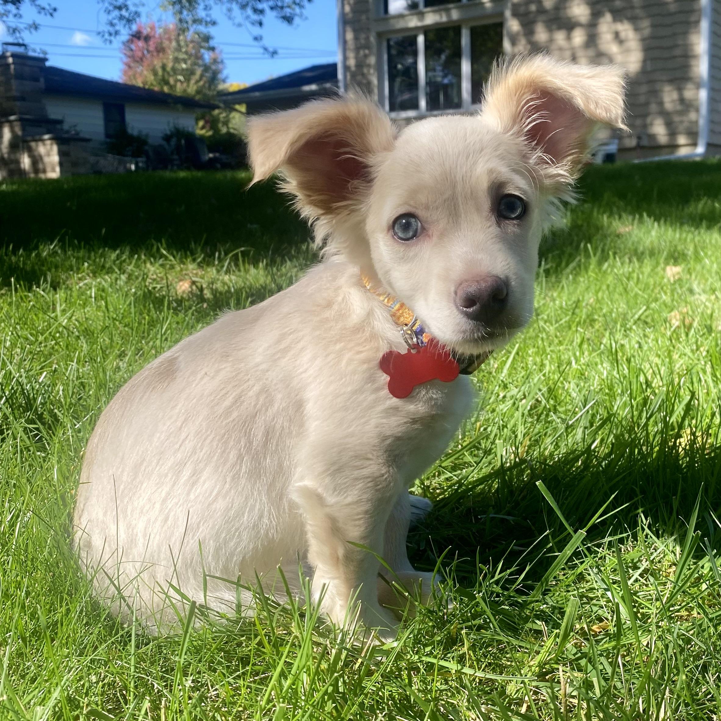 Enlarge Casper, a Adoptable mixed breed in Prior Lake, MN image 5/5