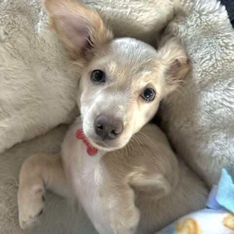 Enlarge Casper, a Adoptable mixed breed in Prior Lake, MN image 3/5