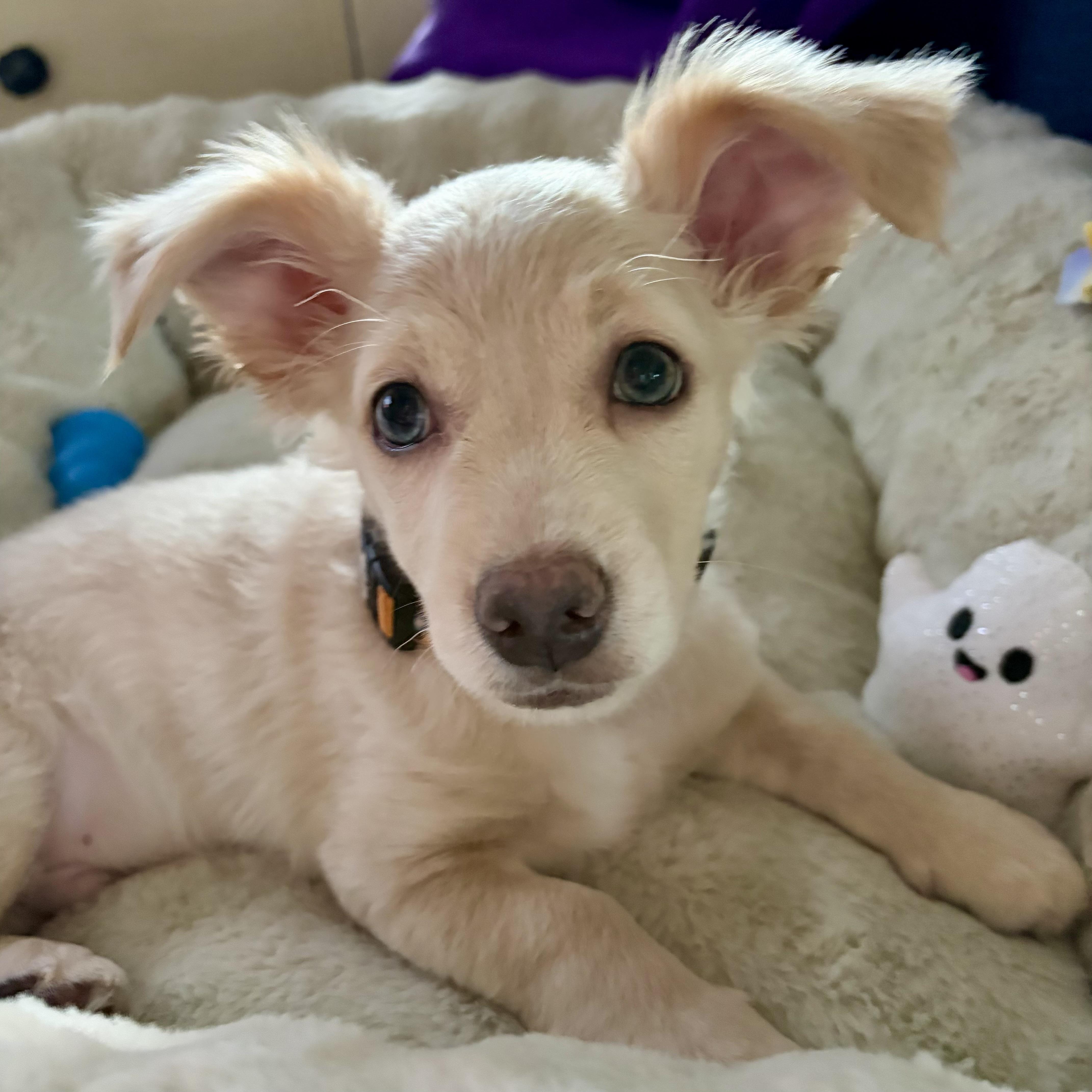 Enlarge Casper, a Adoptable mixed breed in Prior Lake, MN image 2/5