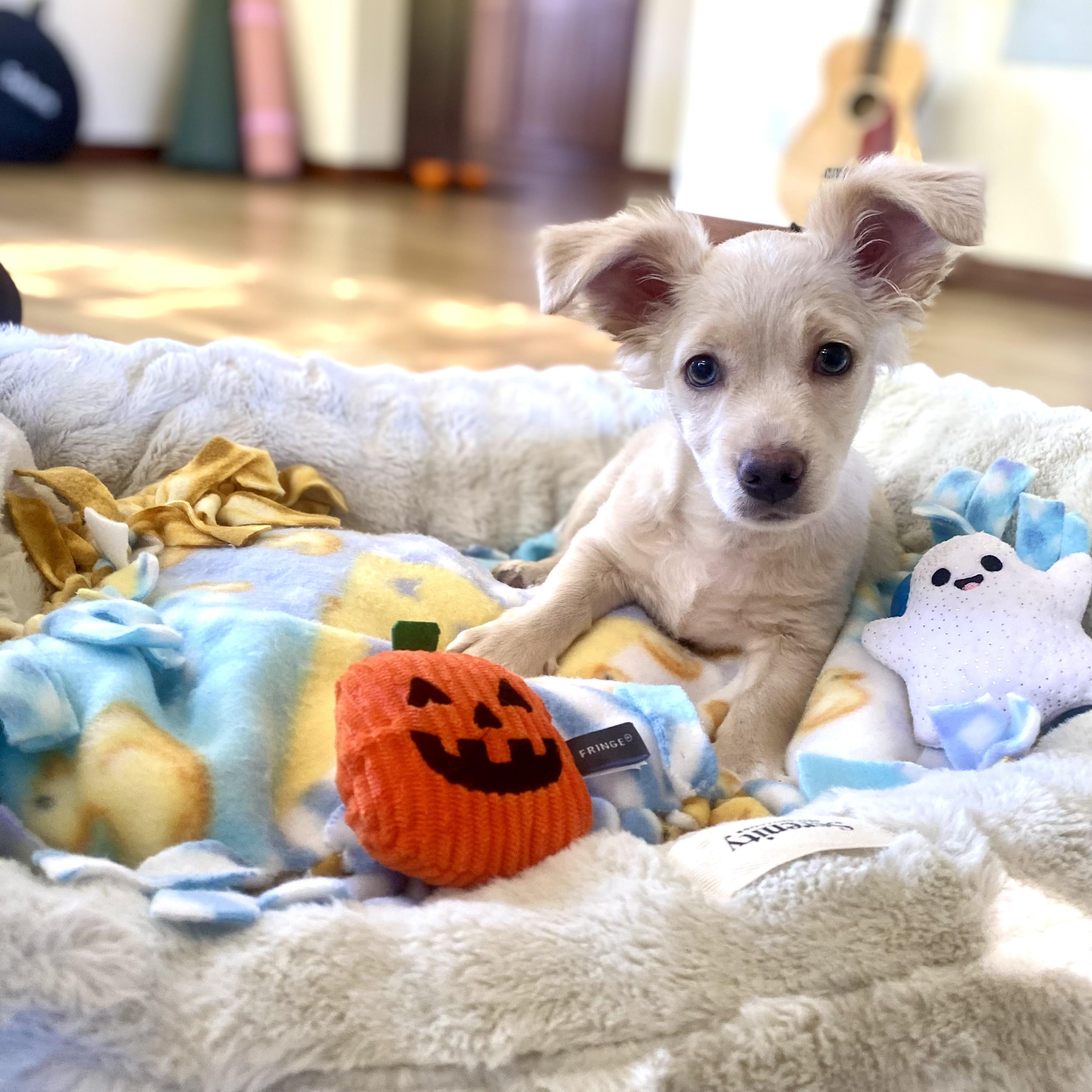 Enlarge Casper, a Adoptable mixed breed in Prior Lake, MN image 4/5