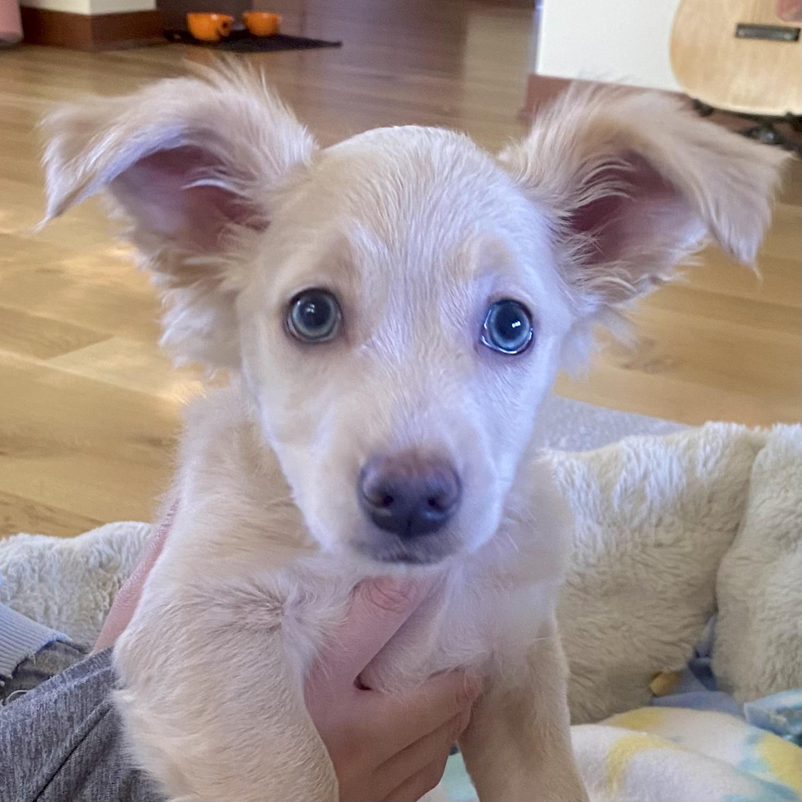 Casper, Adoptable, Puppy Male Mixed Breed.