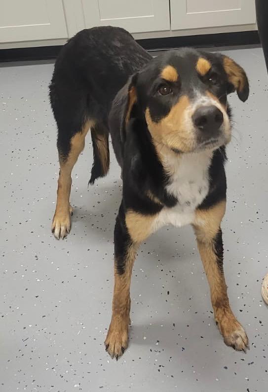 Rory, Adoptable, Young Male Shepherd & Mixed Breed.