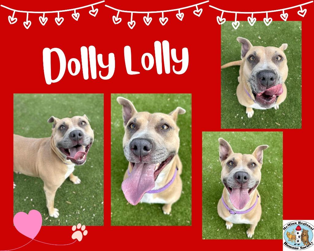 Dolly Lolly, Adoptable, Adult Female Terrier.