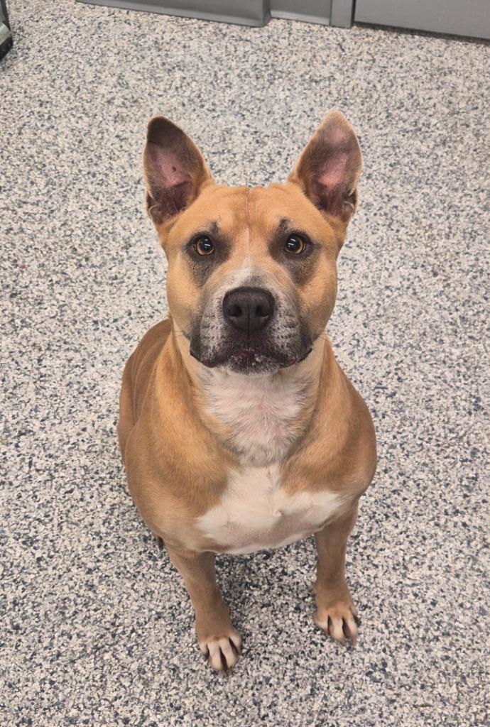 Enlarge Dolly Lolly, a Adoptable mixed breed in Athens, TN image 3/3