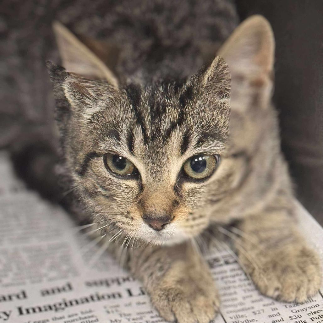 Corrine, Adoptable, Young Female Domestic Short Hair.