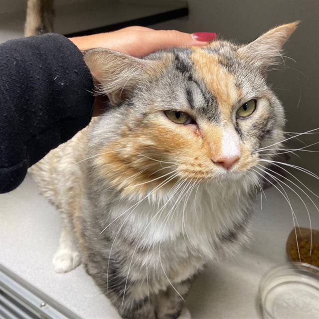 Enlarge SHERBERT, a Adoptable Domestic Medium Hair in Aurora, CO image 1/1
