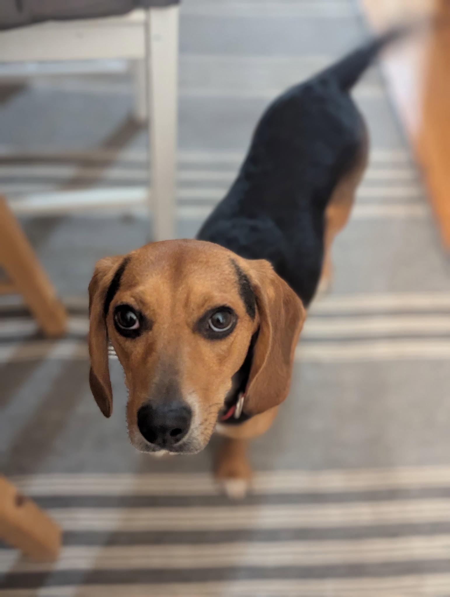 Cooper, Adoptable, Adult Male Beagle.