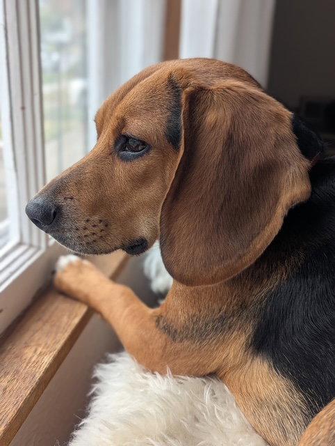 Enlarge Cooper, a Adoptable Beagle in Crystal, MN image 2/3