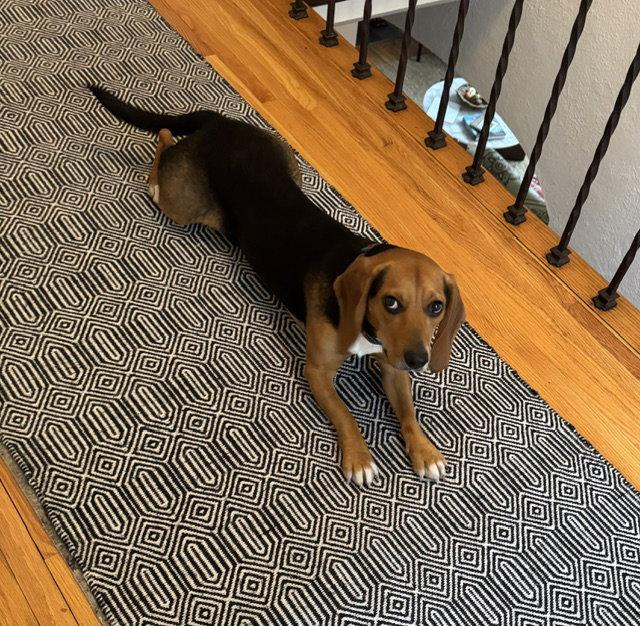Enlarge Cooper, a Adoptable Beagle in Crystal, MN image 3/3