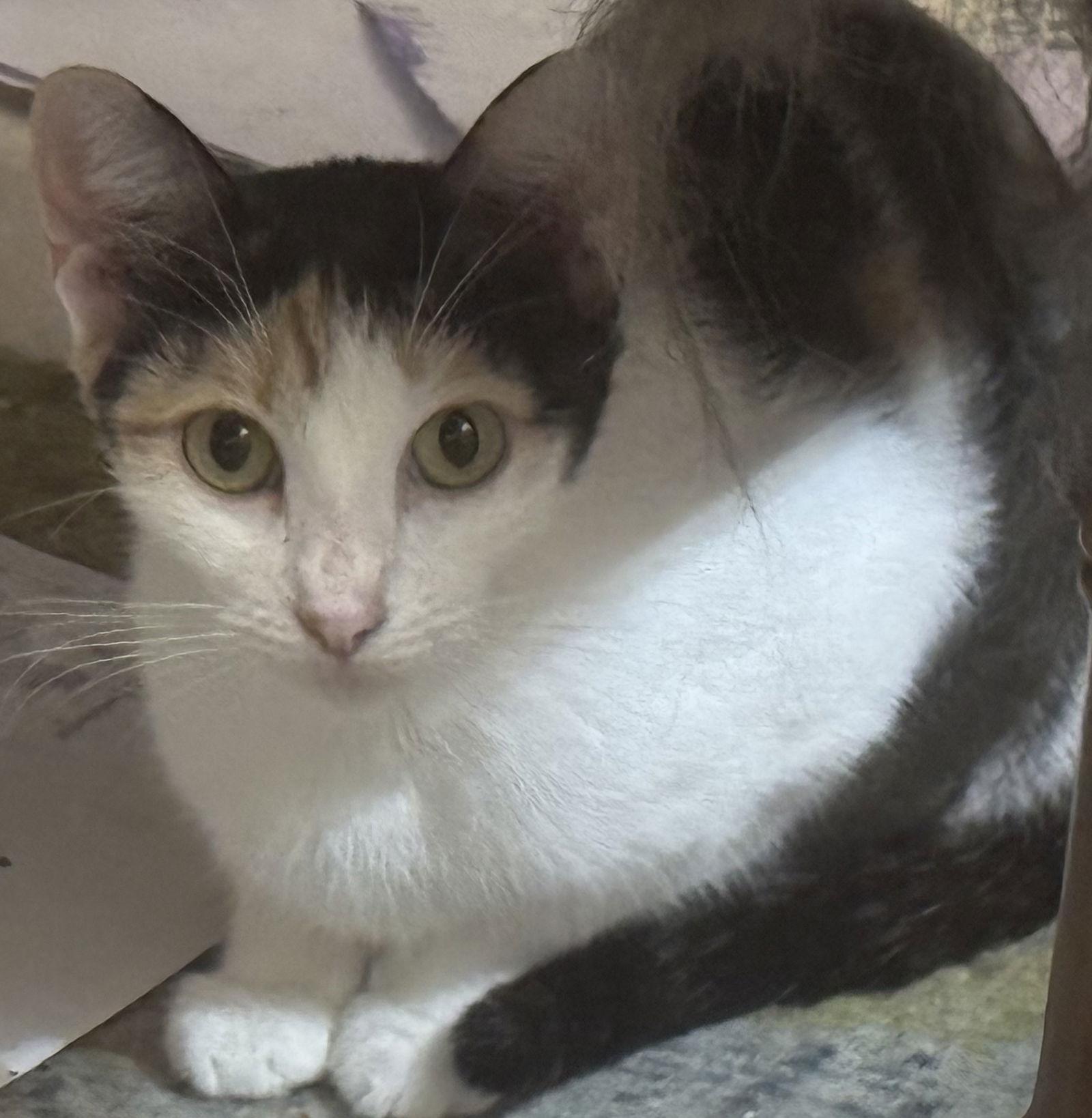 Enlarge Sazz Pataki, a Adoptable Domestic Short Hair in Tampa, FL image 1/3