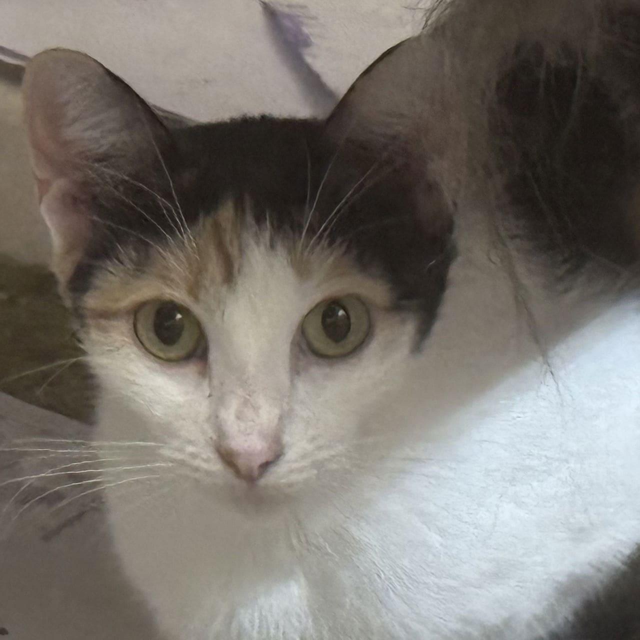 Sazz Pataki, Adoptable, Adult Female Domestic Short Hair.