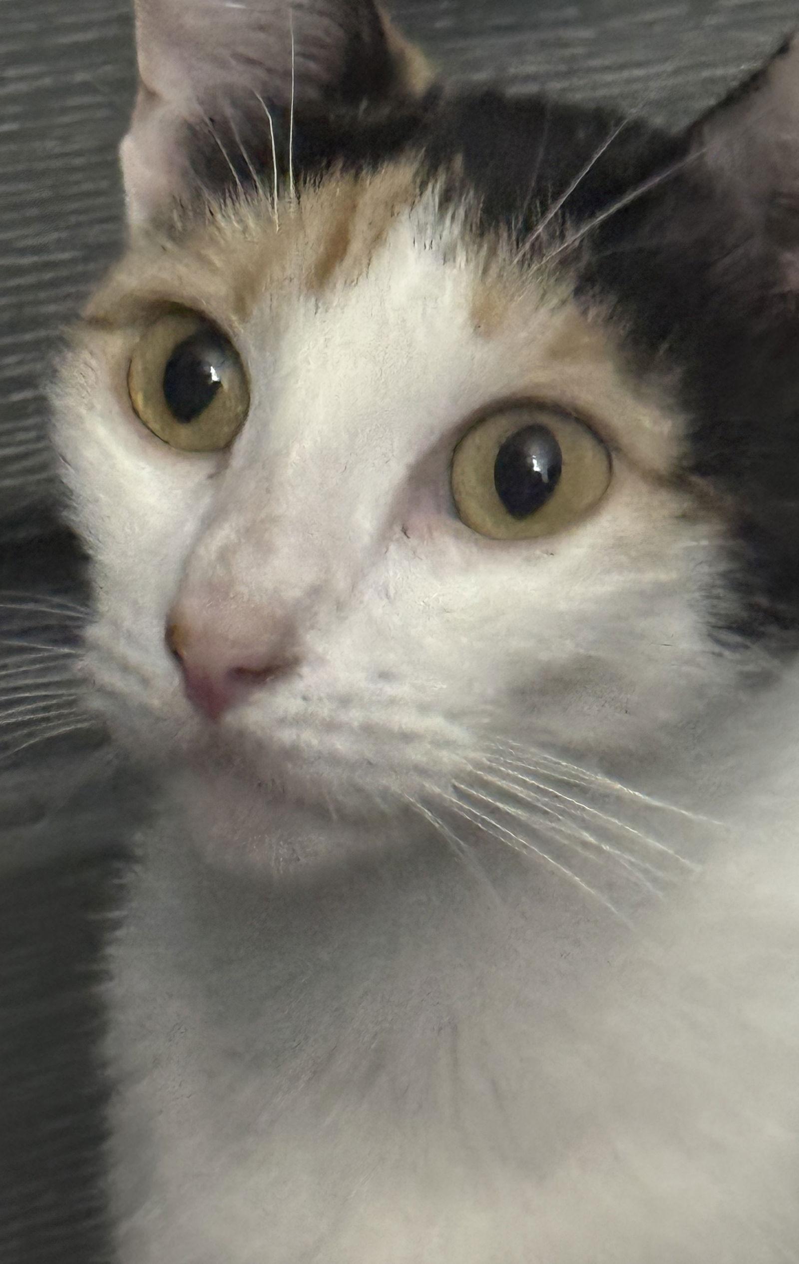 Enlarge Sazz Pataki, a Adoptable Domestic Short Hair in Tampa, FL image 3/3