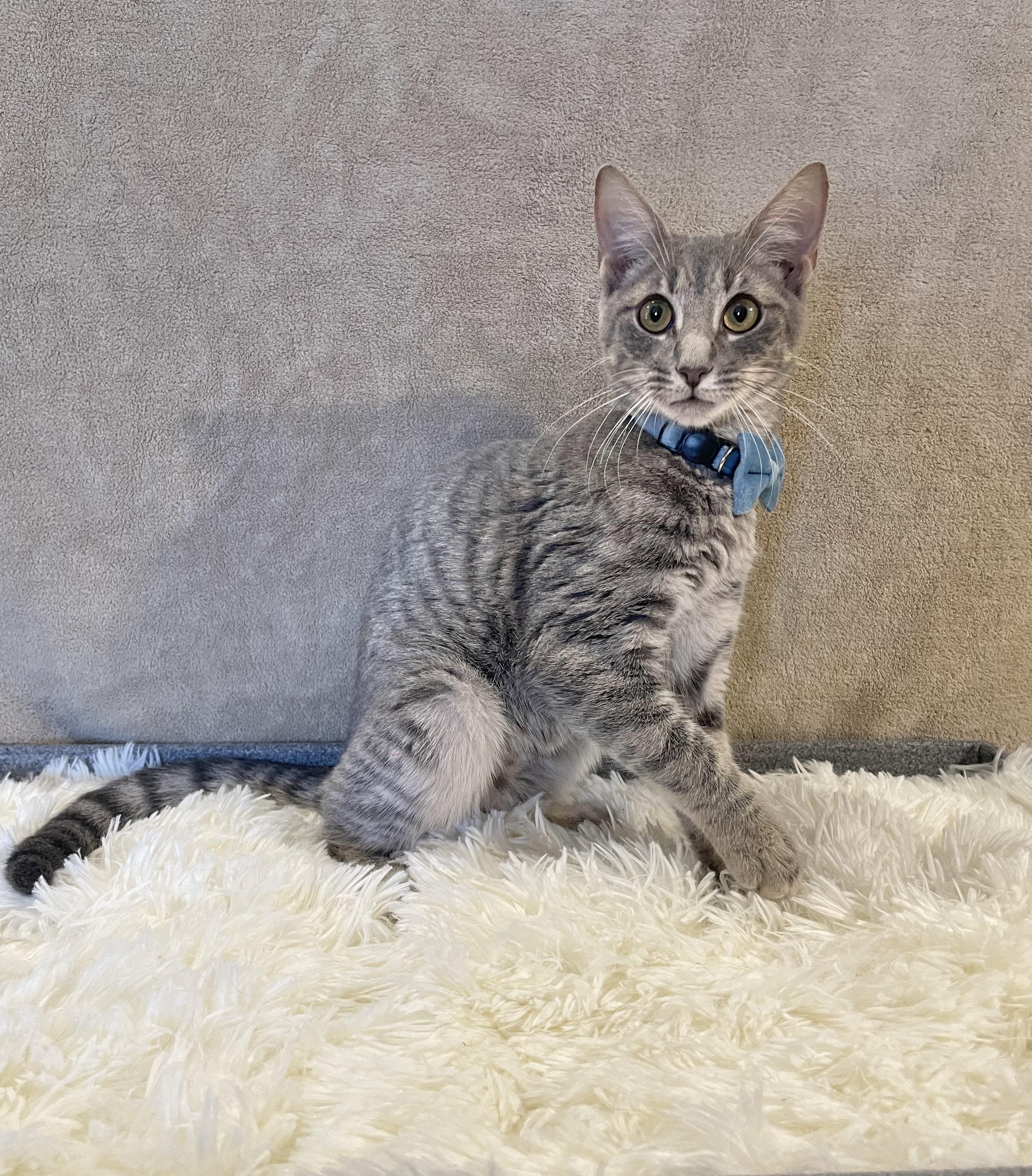 Bubblegum, Adoptable, Young Male Domestic Short Hair & Tabby.