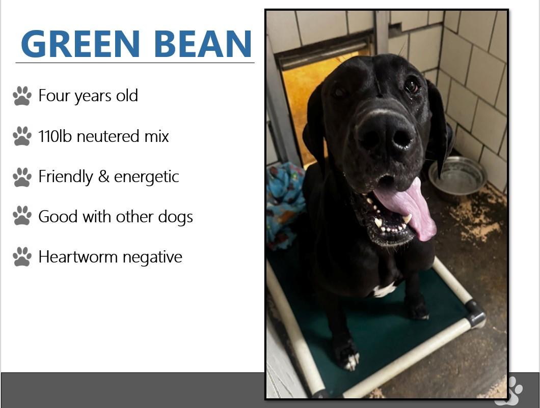 Foster GREEN BEAN!