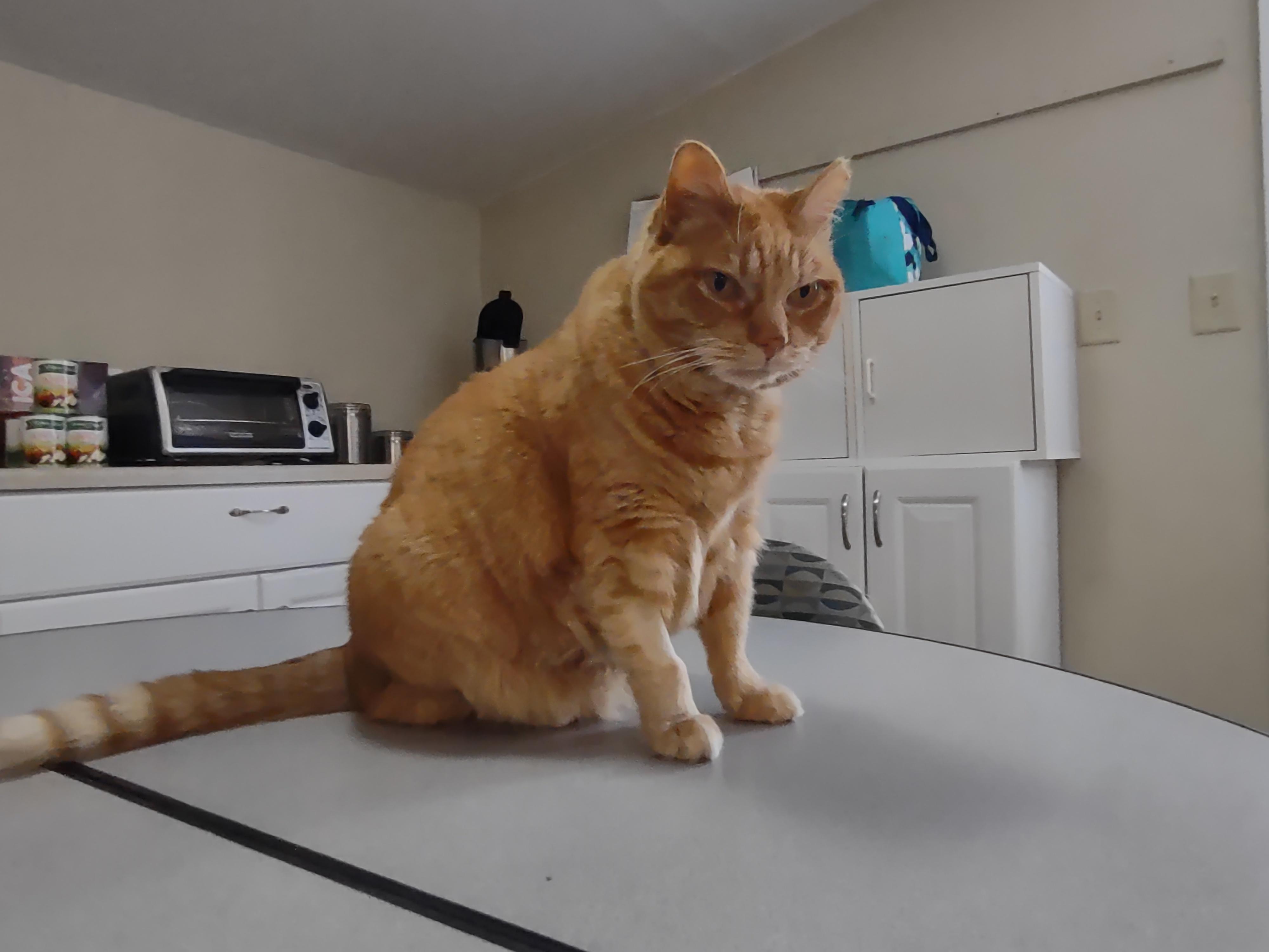 Chief, a ADOPTABLE mixed breed in Montour Falls, NY image 2/4