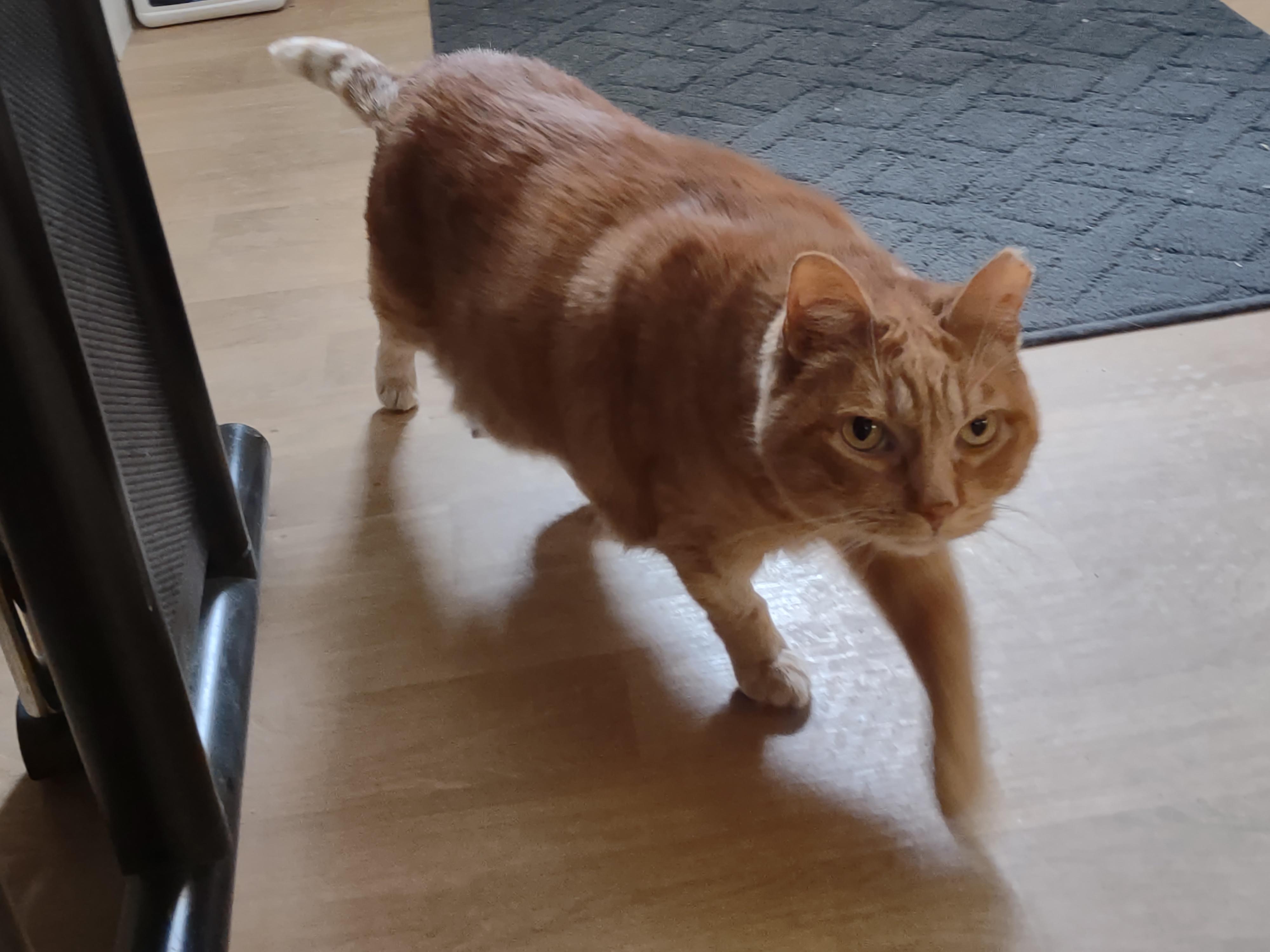 Chief, a ADOPTABLE mixed breed in Montour Falls, NY image 3/4