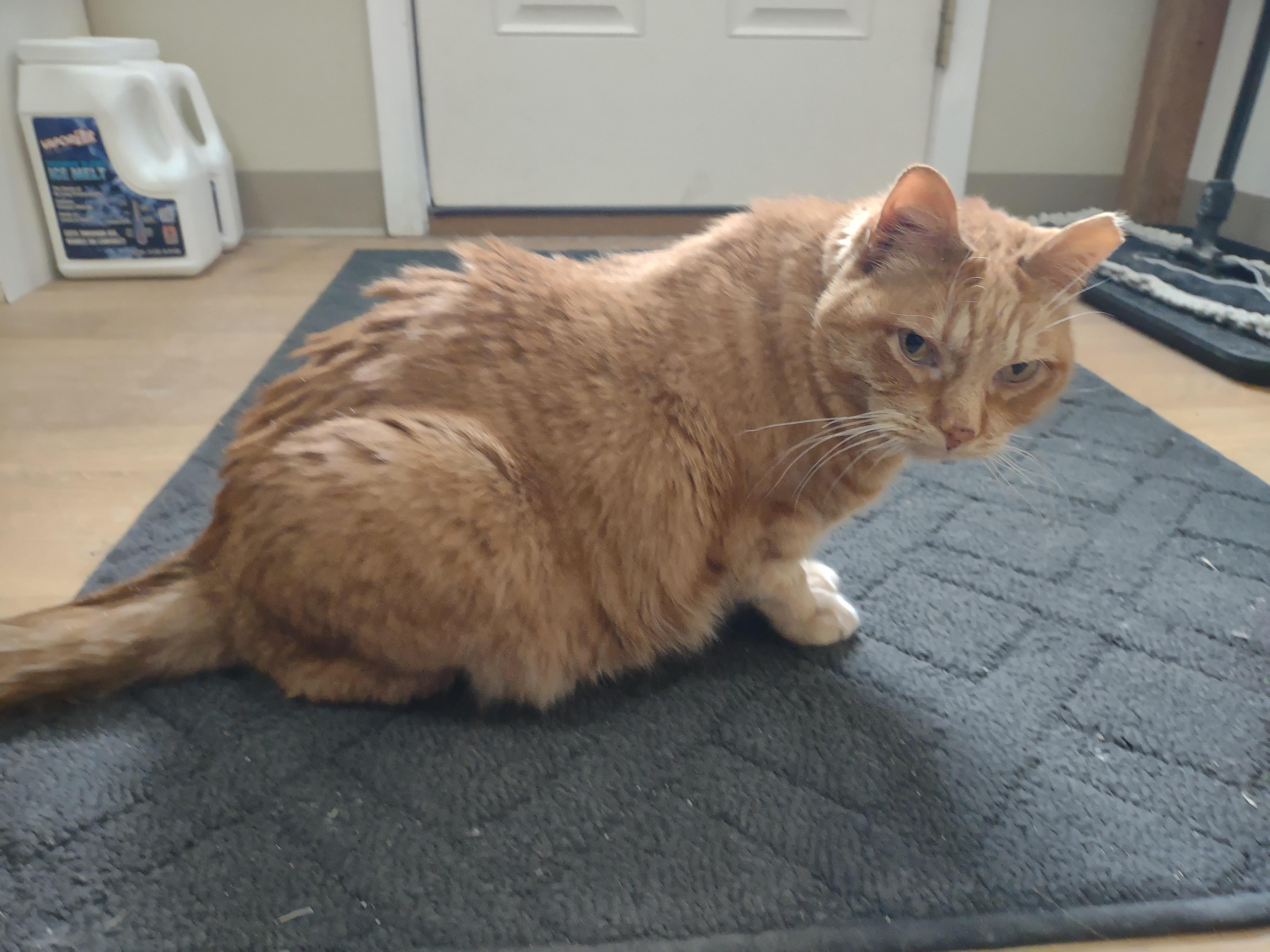 Chief, a ADOPTABLE mixed breed in Montour Falls, NY image 4/4