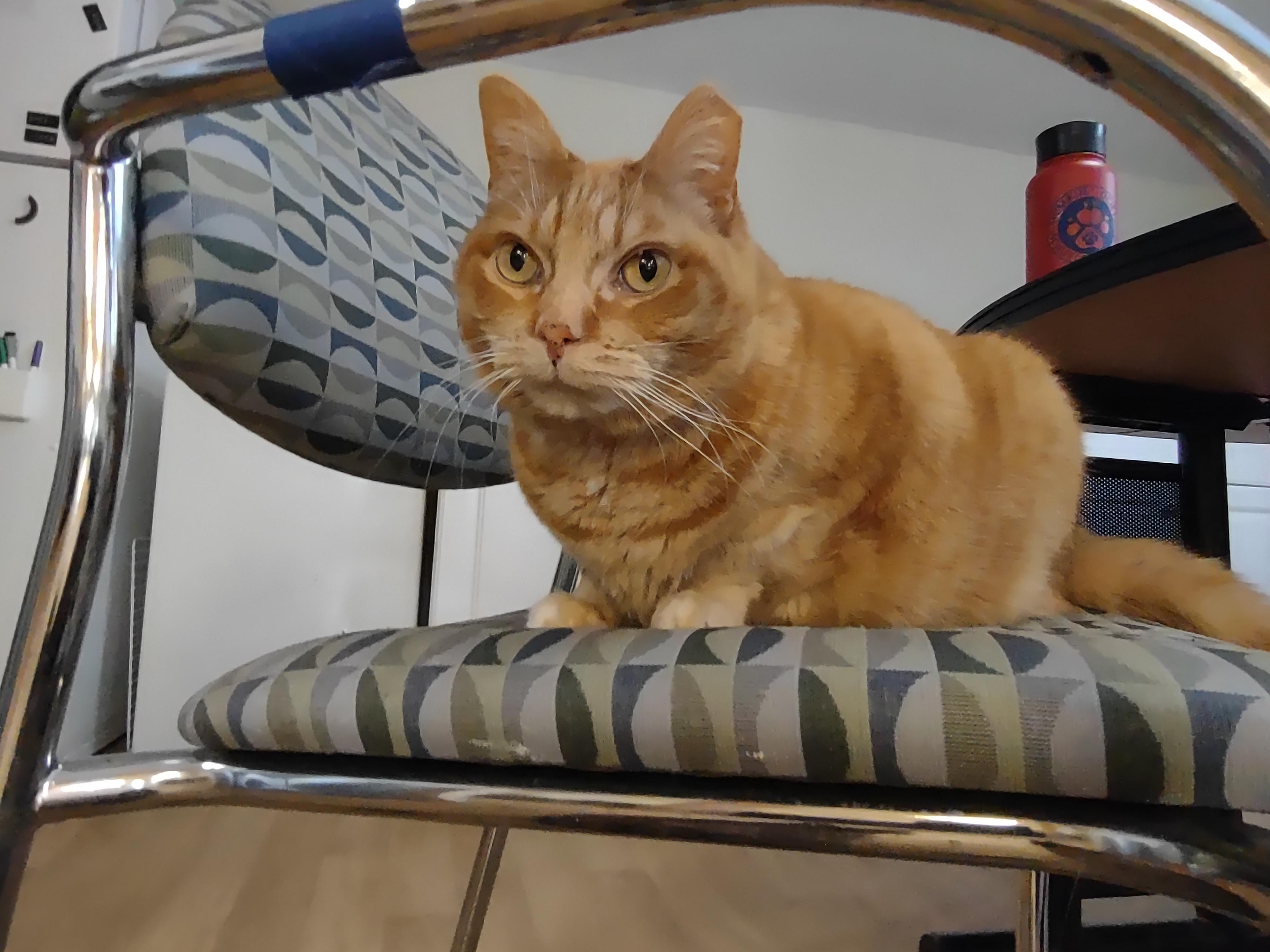 Chief, ADOPTABLE, Adult Male Tabby & Domestic Short Hair.