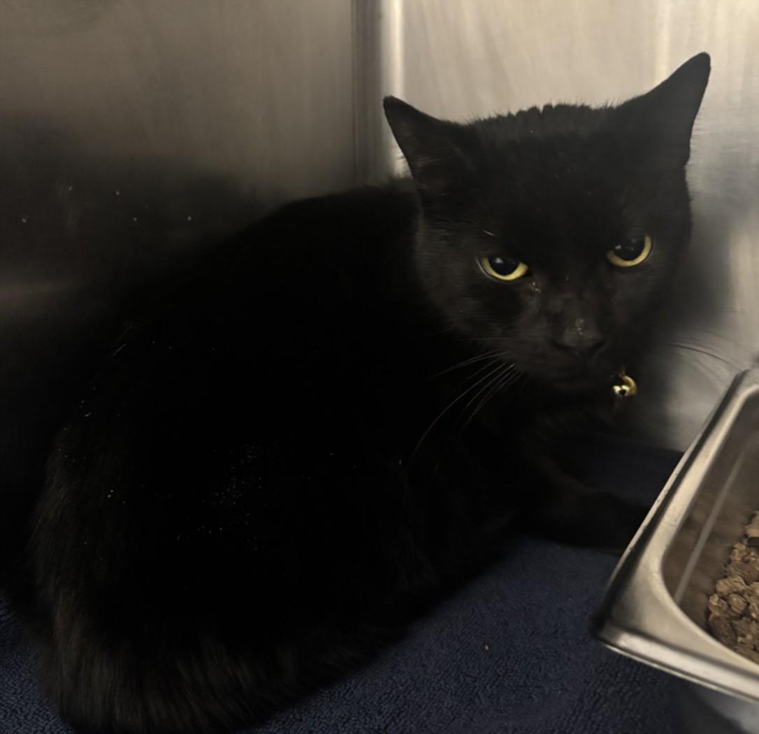 SUMMER, Adoptable, Adult Female Domestic Short Hair.