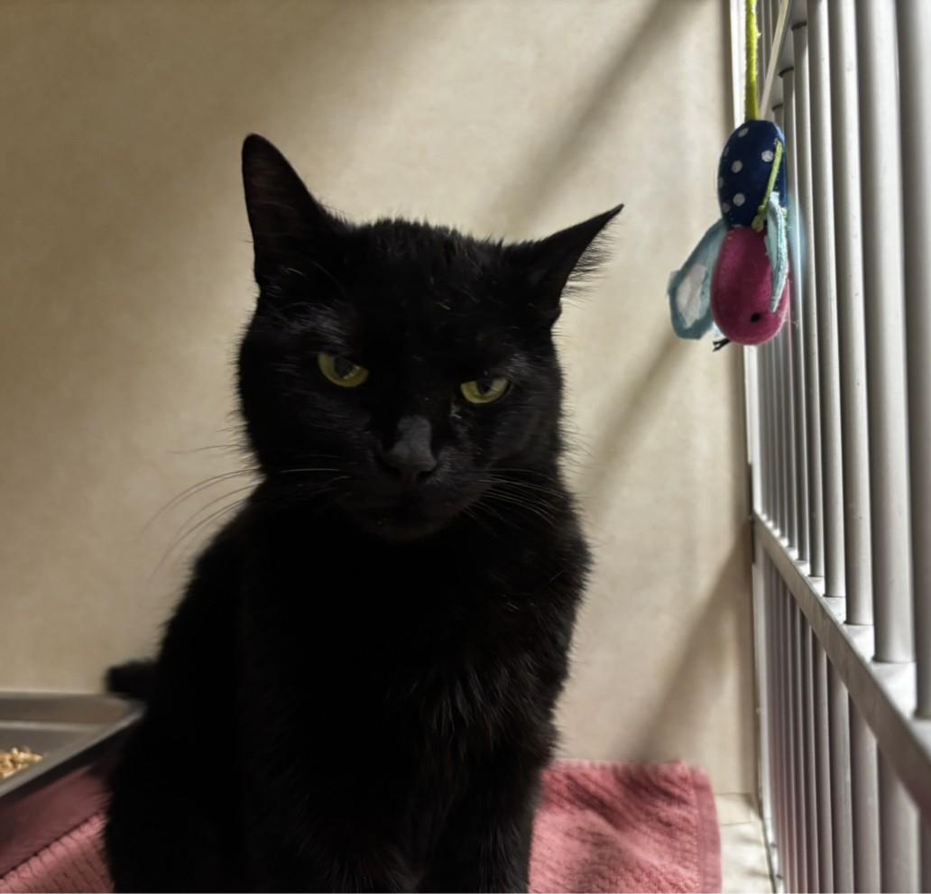 Enlarge SUMMER, a Adoptable Domestic Short Hair in Hagerstown, MD image 1/1