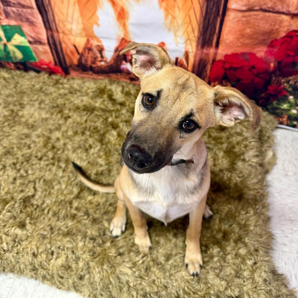 Heat Miser, Adoptable, Young Male Shepherd.