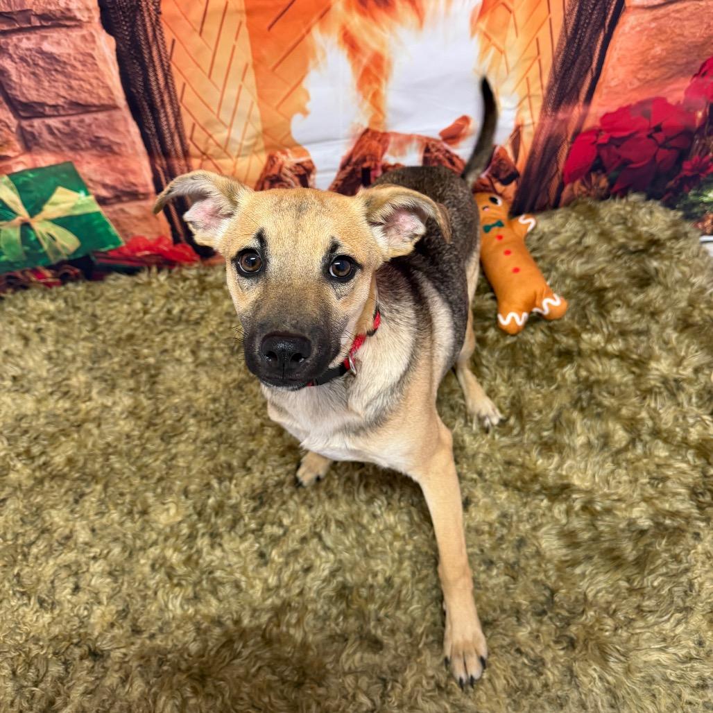 Enlarge Heat Miser, a Adoptable mixed breed in Binghamton, NY image 6/6