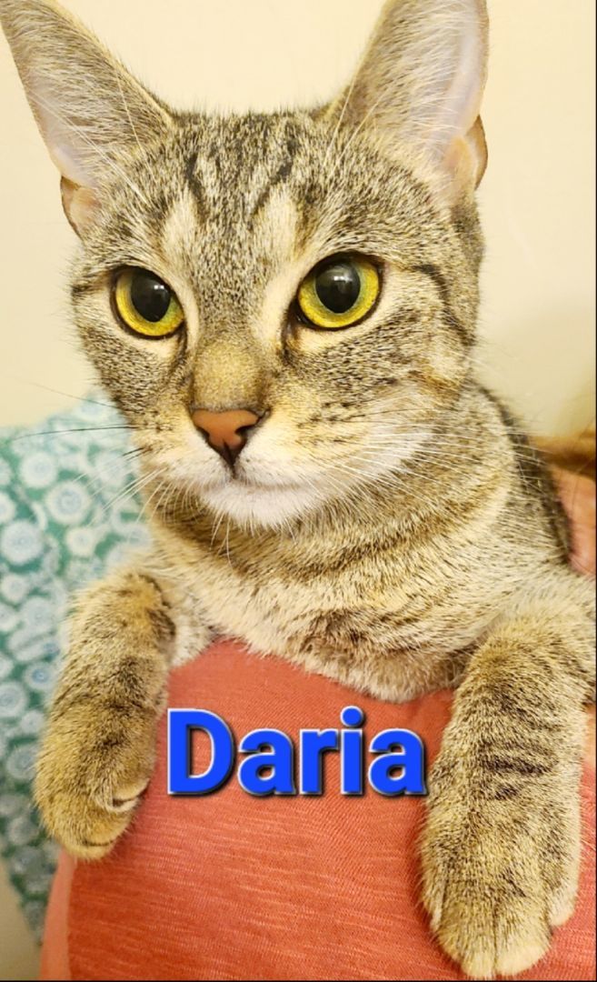 Enlarge Jodie-LAP CAT!, a Adopted mixed breed in Berlin, CT image 2/3