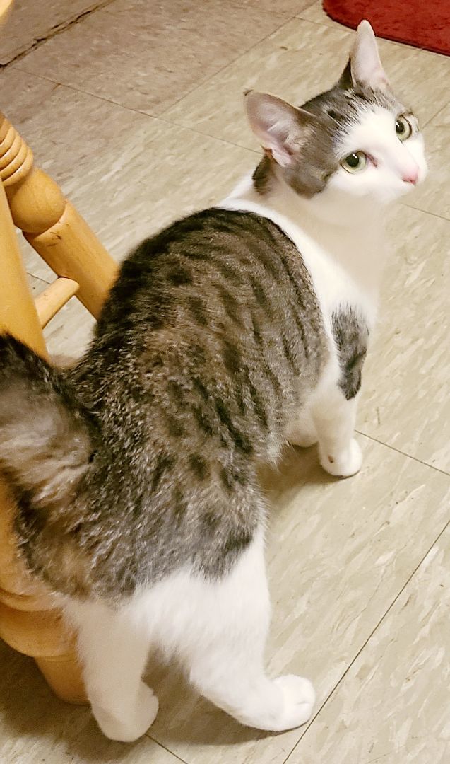 Enlarge Jodie-LAP CAT!, a Adopted mixed breed in Berlin, CT image 3/3